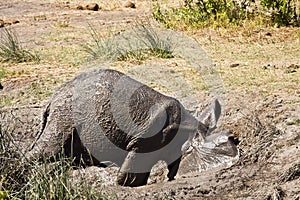 Wild young african elephant playing in mud, Kruger National park, South Africa