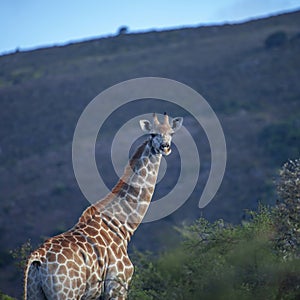 Wild young African giraffe illuminated by the rays of the morning sun