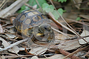 wild young baby gopher tortoise at Erna Nixon Park