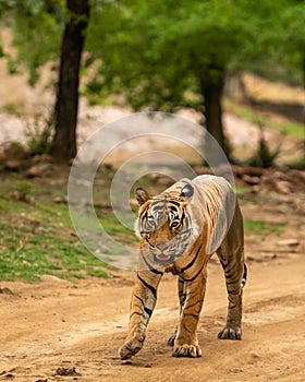 wild young bold adult royal bengal male tiger or panthera tigris head on walking portrait in natural green background at