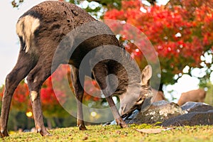 A wild young buck deer in nature scratching on rock, beautiful red orange fall autumn trees