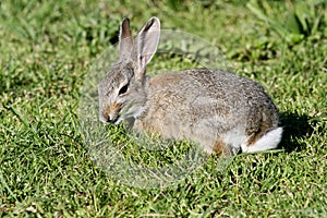 Wild Young Conttontail Rabbit showing white tail