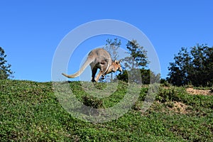 Wild young cute red kangaroo