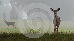 Wild young deer grazing, animal on green lawn grass. Fawn or calf, foggy forest.