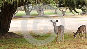 Wild young deer grazing, animal on green lawn grass. Fawn or calf, foggy forest.