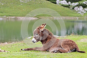 Wild young donkey in mountain meadows