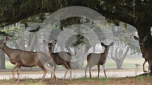 Wild young fawn deer, family grazing, cypress tree in foggy forest. California.