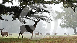 Wild young fawn deer, family grazing, cypress tree in foggy forest. California.