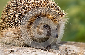 Wild young hedgehog sitting on a stump in the forest on a Sunny day