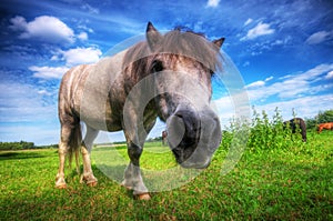 Wild young horse on the field