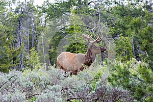 Wild young male elk in Grand Teton National Park