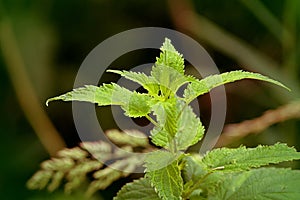 wild young nettle on the edge of the forest