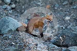 Wild young red fox in natural setting at dusk Northwest Territories