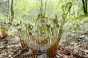 Wild young shoots of Pteridium aquilinum fern, inhibited common fern , also known as eagle fern and Eastern fern photo