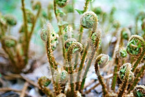 Wild young shoots of Pteridium aquilinum , fern, inhibited common fern, also known as eagle fern and Eastern fern.