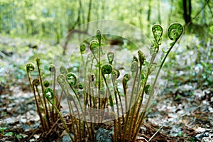 Wild young shoots of Pteridium aquilinum fern, inhibited common fern , also known as eagle fern and Eastern fern