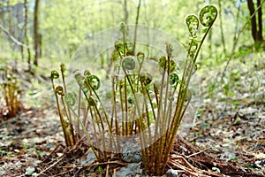 Wild young shoots of Pteridium aquilinum fern, inhibited common fern , also known as eagle fern and Eastern fern