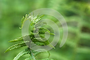 Wild young shoots of Pteridium aquilinum fern photo