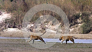 Wild young tigers, Bardia National Park, Nepal photo