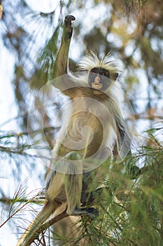 Wild Zanzibar Red Colobus Monkey, Procolobus kirkii, in Jozani C