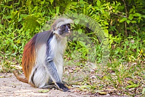 Wild Zanzibar Red Colobus Monkey, Procolobus kirkii, in Jozani C