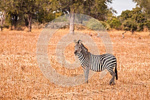 Wild zebra