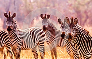 Wild zebra in the African savannah