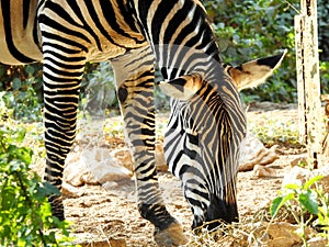 A wild zebra animal eating in a grass land, Zebras are African equines with distinctive black and white striped coats