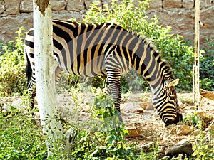 A wild zebra animal eating in a grass land, Zebras are African equines with distinctive black and white striped coats