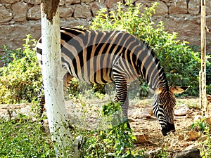 A wild zebra animal eating in a grass land, Zebras are African equines with distinctive black and white striped coats