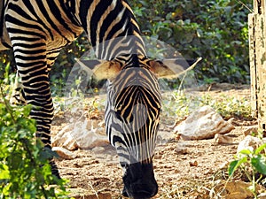 A wild zebra animal eating in a grass land, Zebras are African equines with distinctive black and white striped coats