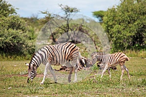 Wild zebra with the cub