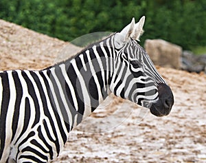 Wild Zebra detail