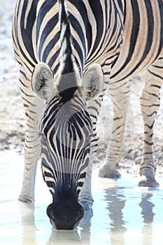 Wild zebra drinking