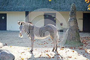 Wild zebra equus with stripes