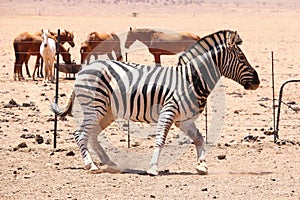 Wild zebra and horses, Namibia desert
