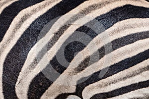 Zebra, detail of the skin