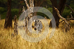 Wild Zebra on the plains