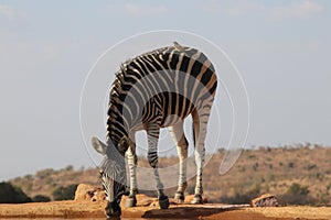 Wild zebra drinking