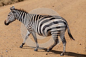 Wild zebra in serengeti national park