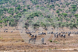 Wild zebra in serengeti national park