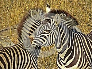 Wild Zebra, Socialising, South Africa