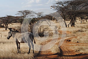 Wild zebra standing besides the little road into the wild