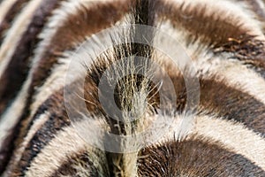 Wild Zebra Stripes And Crest