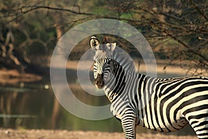 Wild zebra zambia