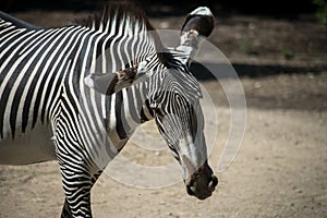 wild zebra in a zoologic park