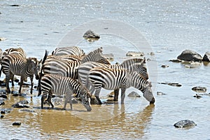 Wild zebras