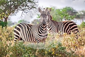 Wild zebras on savanna, Kenya