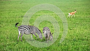 Wild Zebras in the Savannah of Africa