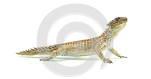 Wild zonure lizard